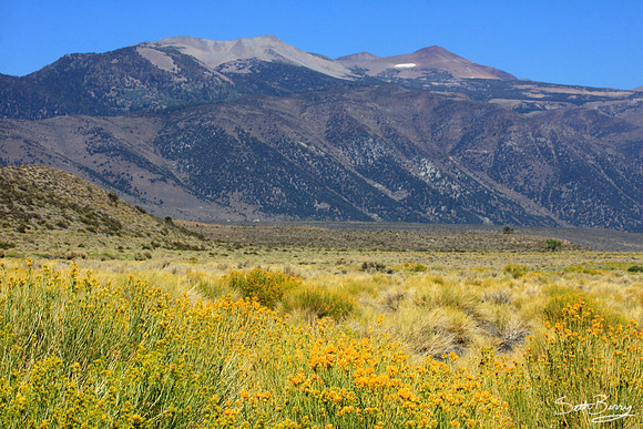 Mono Lake Meadow