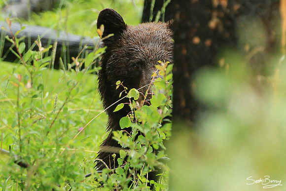 Brown Bear in the Canadian Rockies