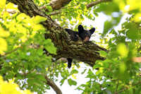 Sleepy Smoky Bear Cub