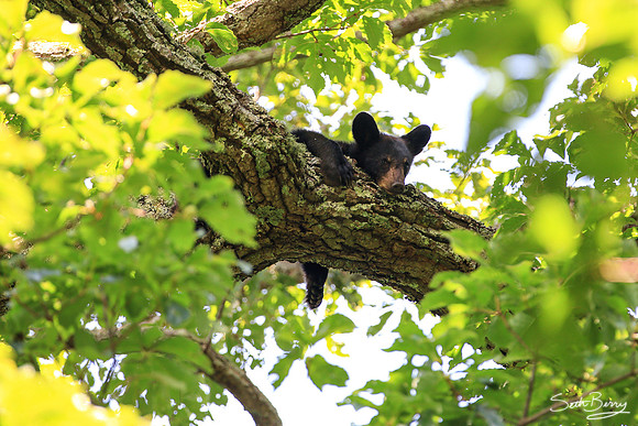 Sleepy Smoky Bear Cub