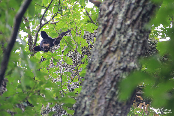 Sleepy Smoky Bear Cub