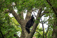 Smoky Bear in a Tree