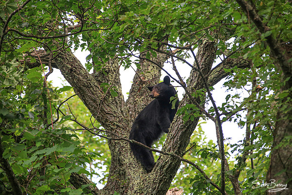 Smoky Bear in a Tree