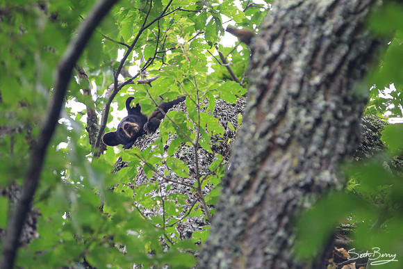 Sleepy Smoky Bear Cub