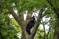 Smoky Bear in a Tree