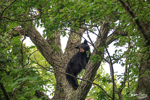 Smoky Bear in a Tree