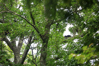 Smoky Bears in a Tree