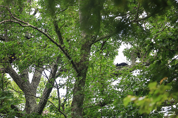 Smoky Bears in a Tree