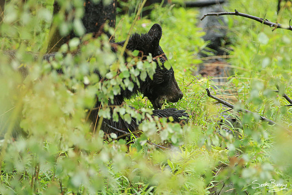 Black Bear in the Canadian Rockies