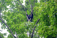 Smoky Bear in a Tree