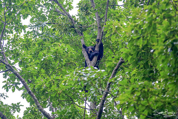 Smoky Bear in a Tree