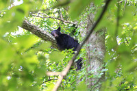 Sleepy Smoky Bear