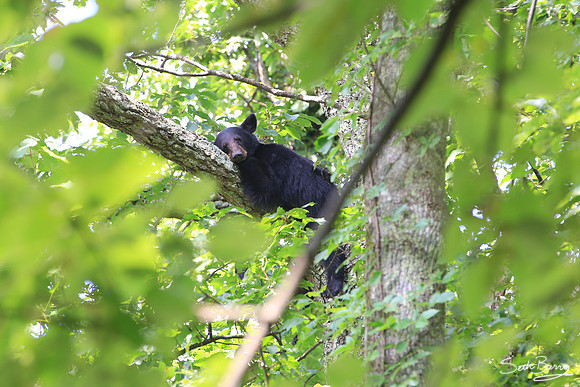 Sleepy Smoky Bear