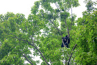 Smoky Bear in a Tree