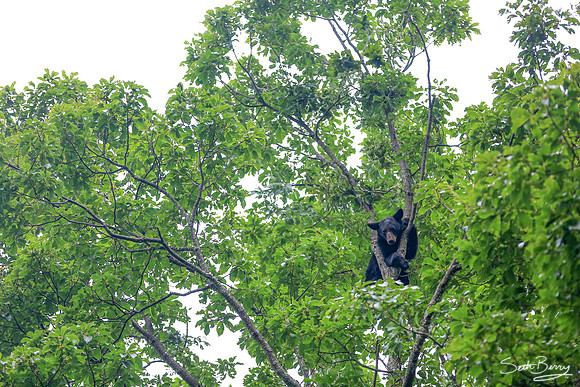 Smoky Bear in a Tree