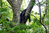 Conked Out Smoky Bear