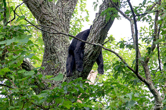 Conked Out Smoky Bear