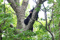 Sleepy Smoky Bear