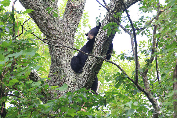 Sleepy Smoky Bear