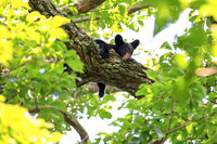 Sleepy Smoky Bear Cub