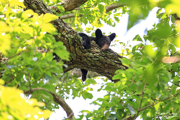 Sleepy Smoky Bear Cub