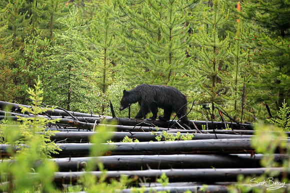 Black Bear in the Canadian Rockies