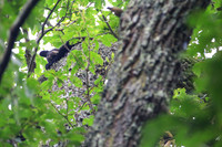 Sleepy Smoky Bear Cub