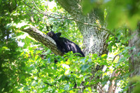 Sleepy Smoky Bear