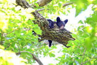 Sleepy Smoky Bear Cub