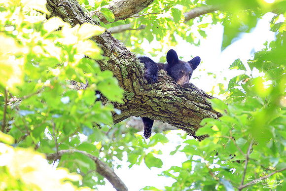 Sleepy Smoky Bear Cub