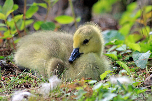 Sleepy Gosling