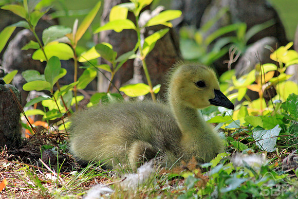 Gosling Resting