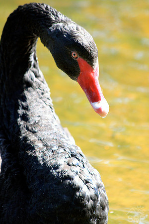 Black Swan