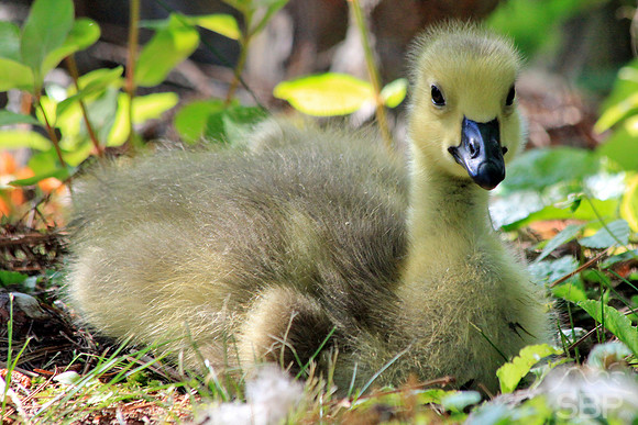 Gosling