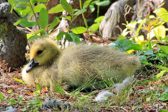 Gosling