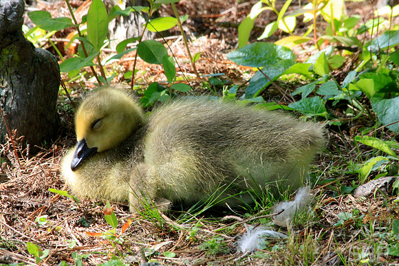 Sleepy Gosling