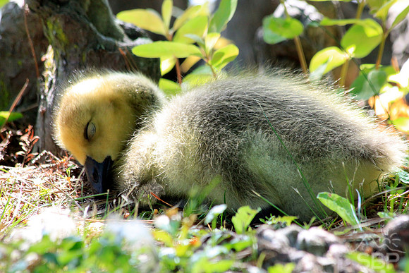 Baby Goose Sleeping