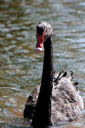 Black Swan
