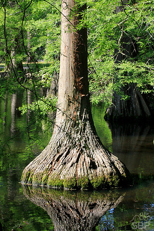 Swan Lake Cypress