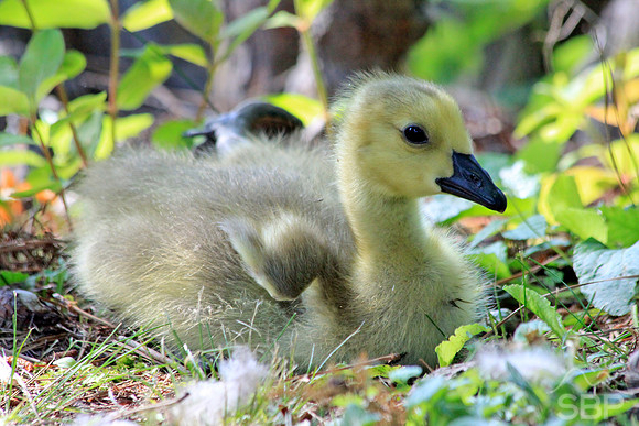 Tiny Gosling Wing