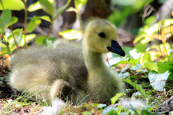 Gosling