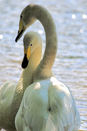 Swan Love