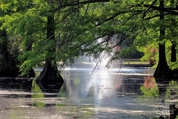 Swan Lake