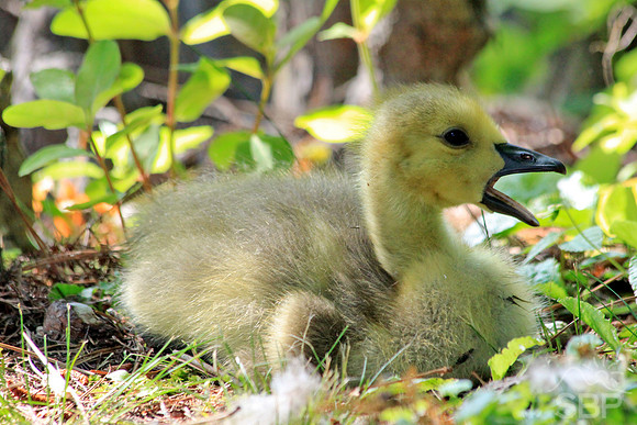 Gosling Yawning