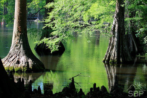 Swan Lake