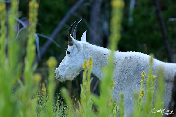 Mountain Goat in the Black Hills