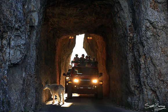 Mountain Goat in the Tunnel