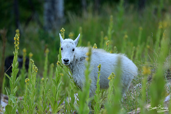 Mountain Goat Kid
