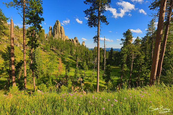 The Needles Highway