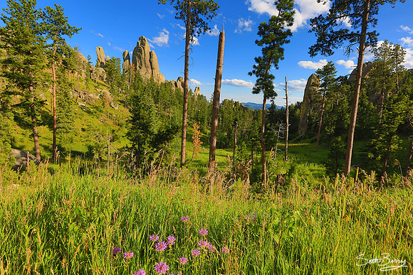 The Needles Highway